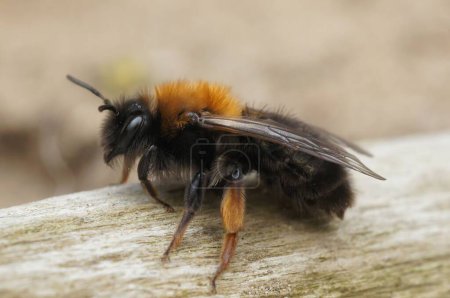 Photo for Natural closeup on a female Clarke's mining bee, Andrena clarkella sitting on wood - Royalty Free Image