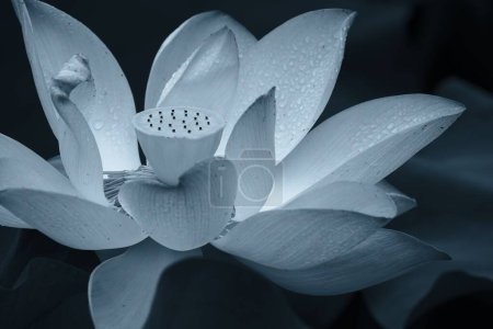 Téléchargez les photos : Gros plan d'un lotus édité dans des tons bleus sur un fond flou - en image libre de droit