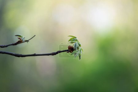 Photo for A closeup shot of sprouting leaves on tree branches against a blurry green background - Royalty Free Image