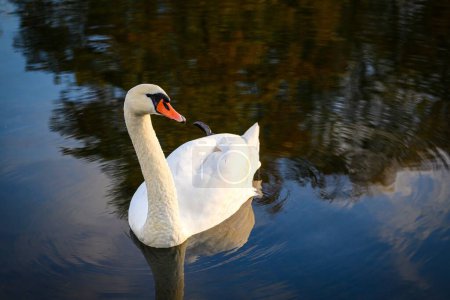 Foto de Una vista de un hermoso cisne en el lago al amanecer - Imagen libre de derechos
