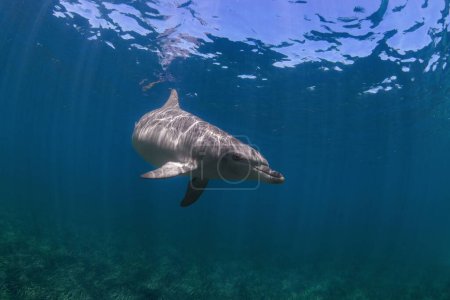 Foto de Un delfín nadando bajo el océano profundo - Imagen libre de derechos