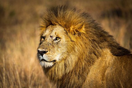 Téléchargez les photos : Plan rapproché d'un profil latéral d'un lion dans le champ à la lumière du jour - en image libre de droit