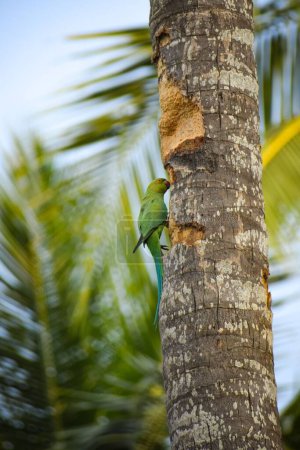 Foto de Un disparo vertical de un periquito verde sobre un árbol. - Imagen libre de derechos