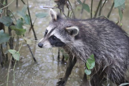 Photo for A closeup of a Raccoon on a water - Royalty Free Image