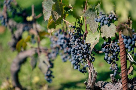 Foto de Un enfoque selectivo de la vid de uva común (Vitis vinifera) durante un día soleado en el fondo borroso - Imagen libre de derechos