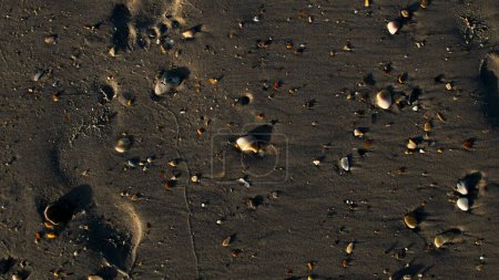 Téléchargez les photos : Un beau plan de galets dans le sable - en image libre de droit