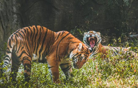 Photo for A beautiful shot of Royal Bengal tiger Fight in the jungle - Royalty Free Image