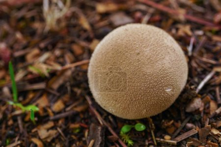 Téléchargez les photos : Gros plan d'un champignon, Scleroderma areolatum, sur un sol de branches de pin - en image libre de droit
