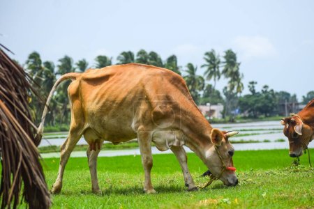 Foto de Una hermosa vaca con su ternero comiendo en un campo verde con agua en el fondo - Imagen libre de derechos