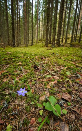 Foto de Un disparo vertical de una Hepatica nobilis creciendo en el bosque - Imagen libre de derechos