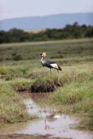 Photo for A Gray-crowned crane bird standing on the bank of a small stream in the Masai Mara, Kenya - Royalty Free Image