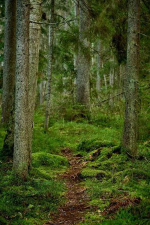 Téléchargez les photos : Un plan vertical de grands arbres dans la forêt - en image libre de droit