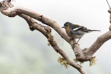 Photo for A closeup shot of a beautiful Common chaffinch (Fringilla coelebs) perched on a tree branch - Royalty Free Image