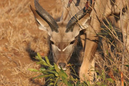 Téléchargez les photos : Un gros plan de la tête d'un kudu dans les sables de Sabi, Afrique du Sud - en image libre de droit