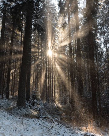 Téléchargez les photos : Un coup vertical du soleil brille à travers les arbres élevés dans une forêt blanche d'hiver - en image libre de droit
