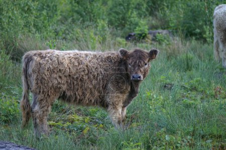 Foto de Una linda vaca peluda galopante de pie en un prado verde mirando a un lado - Imagen libre de derechos