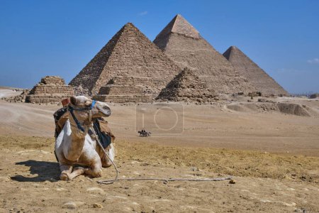 Téléchargez les photos : Un chameau couché contre le complexe pyramidal de Gizeh en Egypte - en image libre de droit