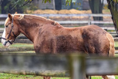 Téléchargez les photos : Un cheval de trait belge brun américain derrière une clôture en bois dans la ferme - en image libre de droit