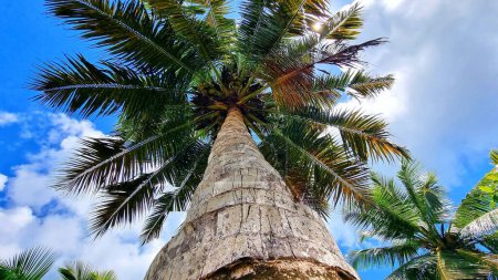Téléchargez les photos : Un plan à angle bas de palmiers sous un ciel nuageux bleu aux Seychelles - en image libre de droit