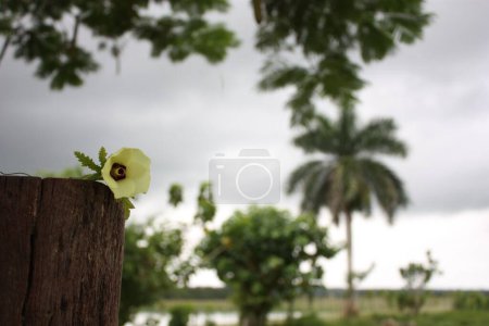 Photo for A blooming yellow black hibiscus flower on a wooden tree stump in a park - Royalty Free Image