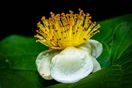 Photo for A closeup shot of a blooming gordonia flower in a garden - Royalty Free Image