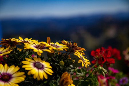 Téléchargez les photos : Un gros plan de fleurs colorées dans un champ sur un fond flou - en image libre de droit
