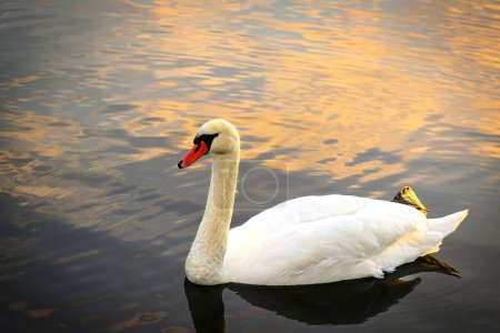 Photo for A view of a beautiful swan in the lake at sunrise - Royalty Free Image