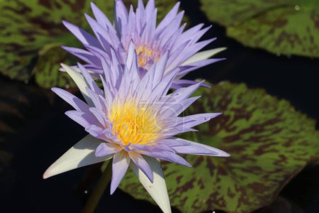 Foto de Un primer plano de flores de nenúfar tropicales pigmeas con hojas de loto en la superficie del agua - Imagen libre de derechos