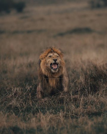 Photo for A vertical shot of a lion roaring in a field with green and weathered grass - Royalty Free Image