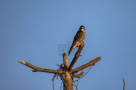 Photo for A Eurasian hobby, Falco subbuteo perched on a tree. - Royalty Free Image