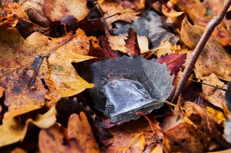 Foto de Un primer plano del colorido follaje húmedo de otoño en el suelo - Imagen libre de derechos