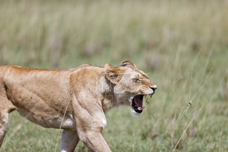 Photo for A lioness walking and roaring in the grass in the Masai Mara, Kenya - Royalty Free Image
