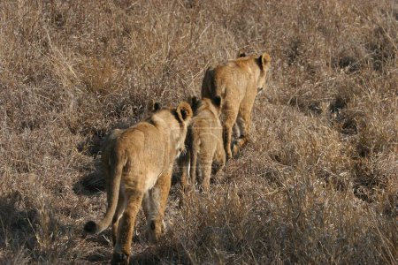 Téléchargez les photos : A close seup of Ulusaba lionesses in the Sabi Sands, South Africa - en image libre de droit