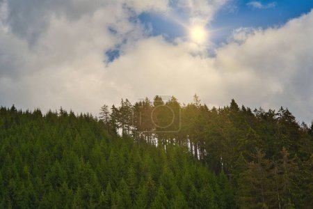 Foto de Los hermosos árboles verdes del bosque de Turingia con cielo nublado y rayos de sol - Imagen libre de derechos