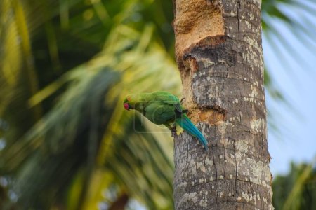 Photo for Beautiful rose-ringed parakeet clinging to a palm tree trunk with blur background - Royalty Free Image