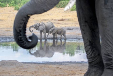 Téléchargez les photos : Une vue des éléphants l'eau potable du lac - en image libre de droit