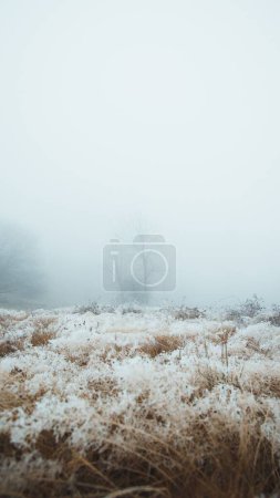 Foto de Una hierba congelada en el bosque durante la niebla - Imagen libre de derechos