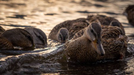 Photo for A closeup of mallards, Anas platyrhynchos on the water surface. - Royalty Free Image
