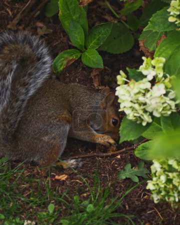 Téléchargez les photos : Gros plan vertical de l'écureuil poilu tout en mangeant sous les plantes dans un parc national - en image libre de droit