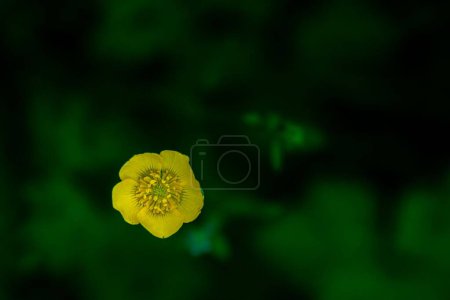Photo for A closeup of a Bulbous buttercup in a green field - Royalty Free Image