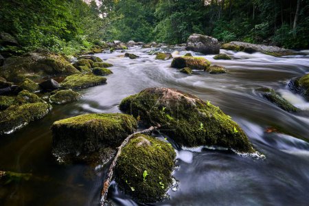 Téléchargez les photos : Gros plan d'une rivière qui coule dans une forêt - en image libre de droit