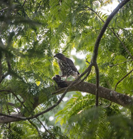 Téléchargez les photos : Un Autour des palombes (Accipiter trivirgatus) debout sur une branche d'arbre avec ses enfants - en image libre de droit