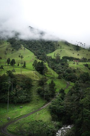 Téléchargez les photos : Une vue aérienne verticale de la vallée verte rurale de Cocora sous des nuages brumeux en Colombie - en image libre de droit