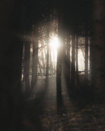 Foto de Un paisaje natural en el que la luz del sol se filtra a través de los troncos de los árboles en el bosque - Imagen libre de derechos