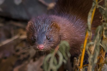 Photo for A selective focus shot of American mink (Nogales vision) - Royalty Free Image