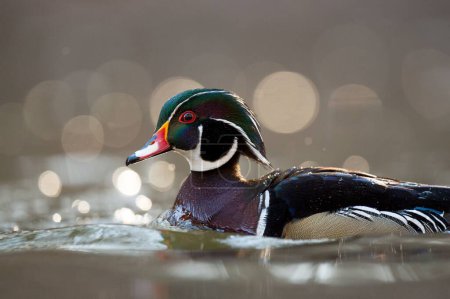 Téléchargez les photos : Un gros plan d'un joli petit canard flottant dans le lac - en image libre de droit