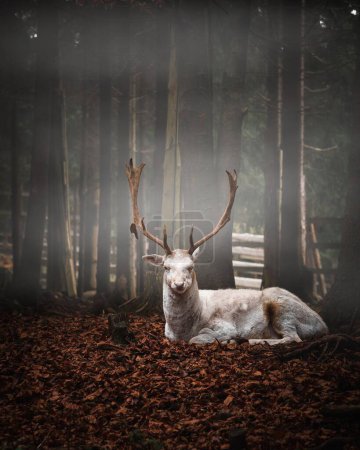 A vertical of a white doe sitting in fallen leaves in a national park, Czech Republic on a foggy day