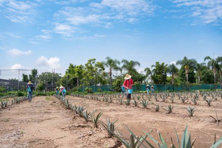 Téléchargez les photos : Les fermiers travaillent dans l'agave jima dans le champ pour aller à l'usine de tequila. Tequila, Jalisco, Mexique - 15 août 2020: - en image libre de droit