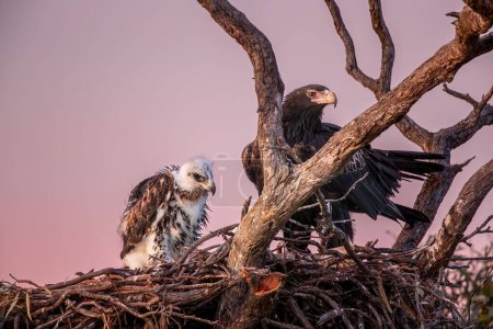 Téléchargez les photos : Une belle mère aigle à queue cunéiforme avec son jeune enfant au nid sur un arbre - en image libre de droit