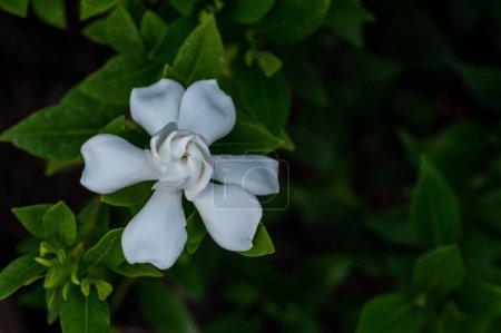 Téléchargez les photos : Une fleur de gardénia blanche sur l'arbuste vert - en image libre de droit
